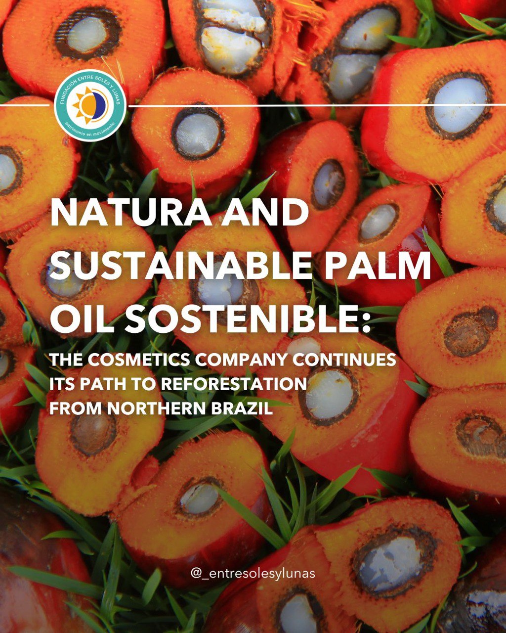 Natura Company expands its sustainable palm cultivation project in Northern Brazil