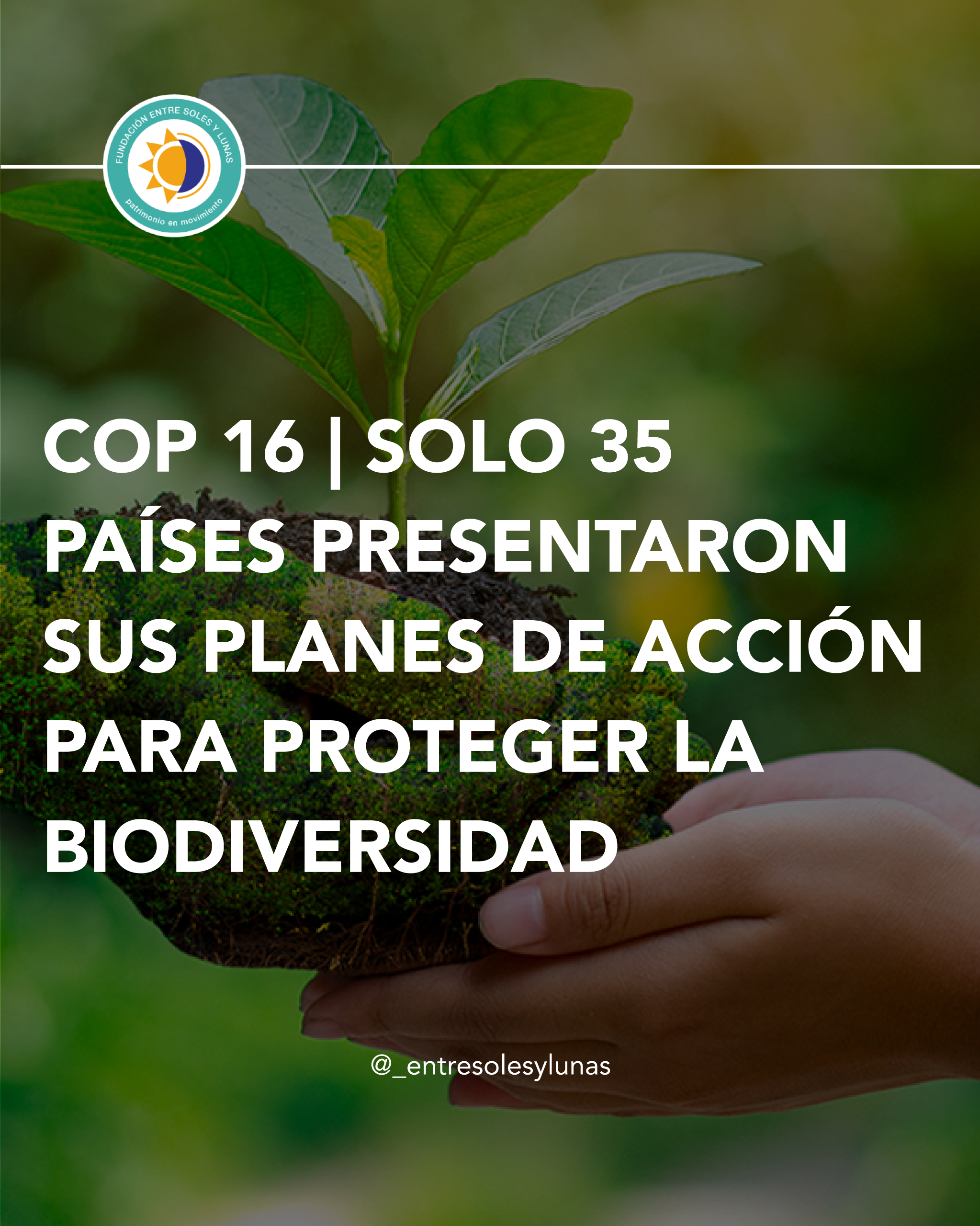 COP 16 | Solo 35 países presentaron sus planes de acción para proteger la biodiversidad 